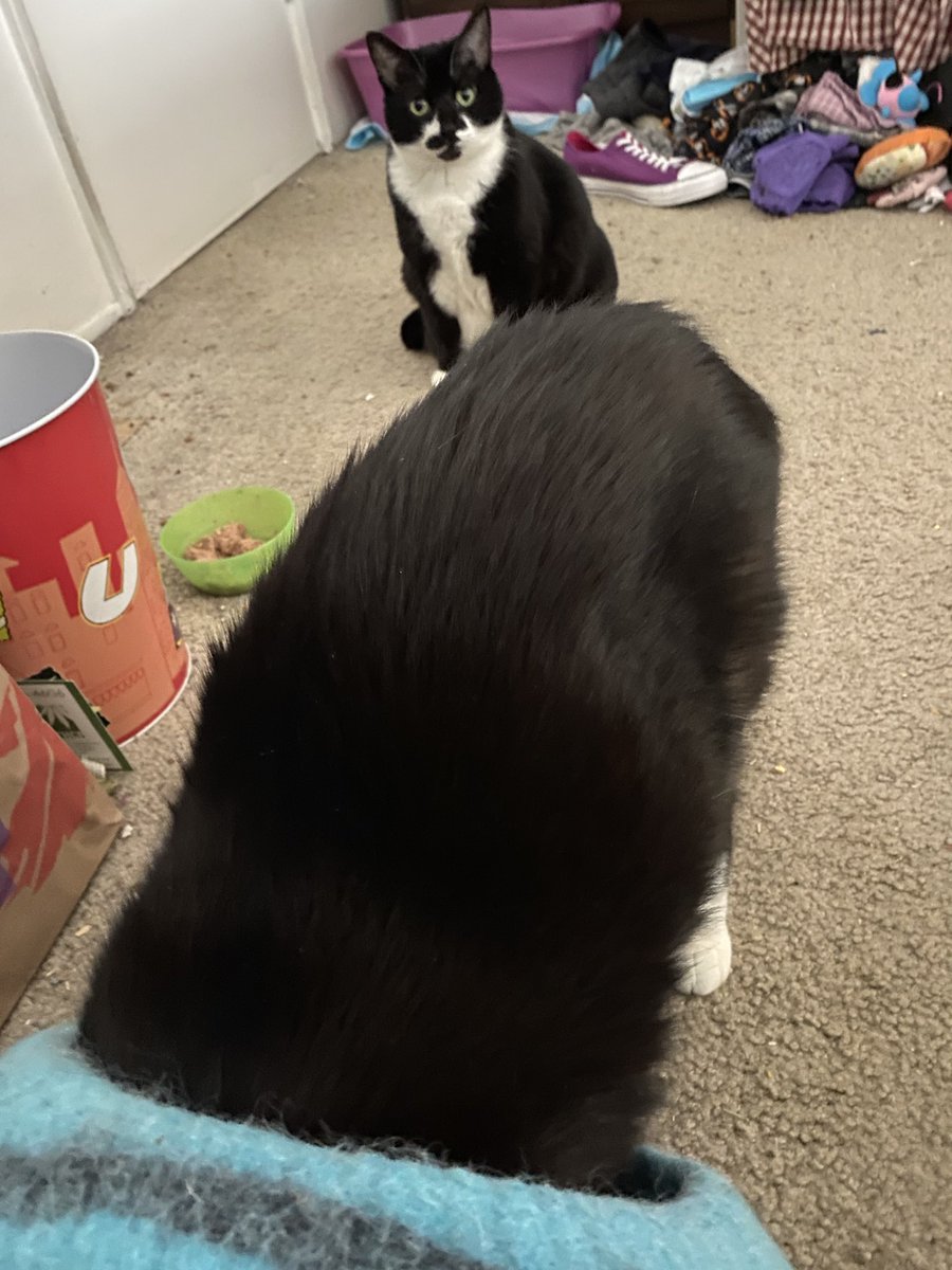 ViolaTuxedo's tweet photo. Put food in this little cat shelter for the little cat to eat safely away from Viola, but https://t.co/ht3hmNYGdo