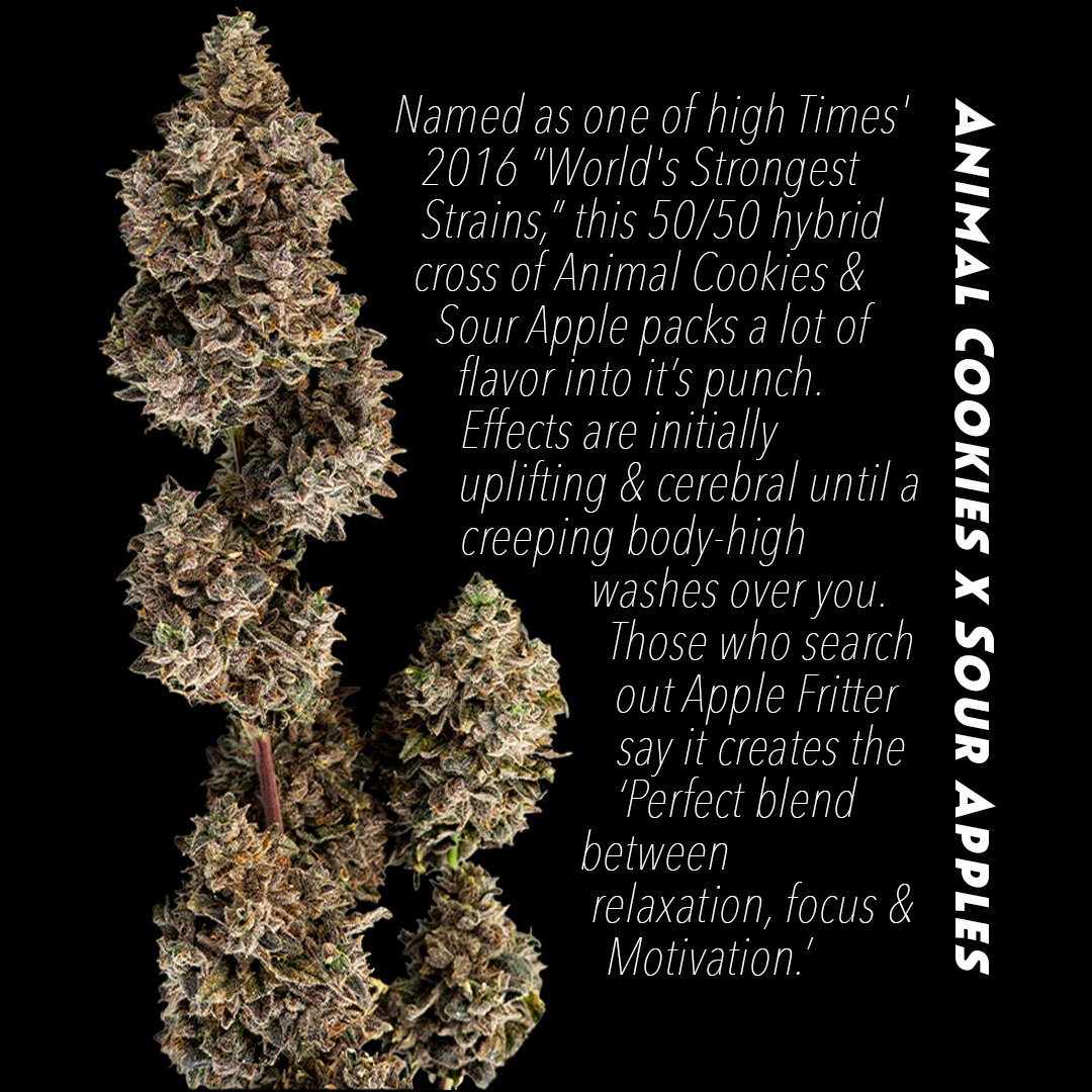 hgcanna's tweet photo. ☀️Harambe Strain Highlight☀️

The top-selling strain of the week in two days? Seems like Lansing has a new favorite! This purple villain is giving Josey some competition. https://t.co/yF970v8hG6