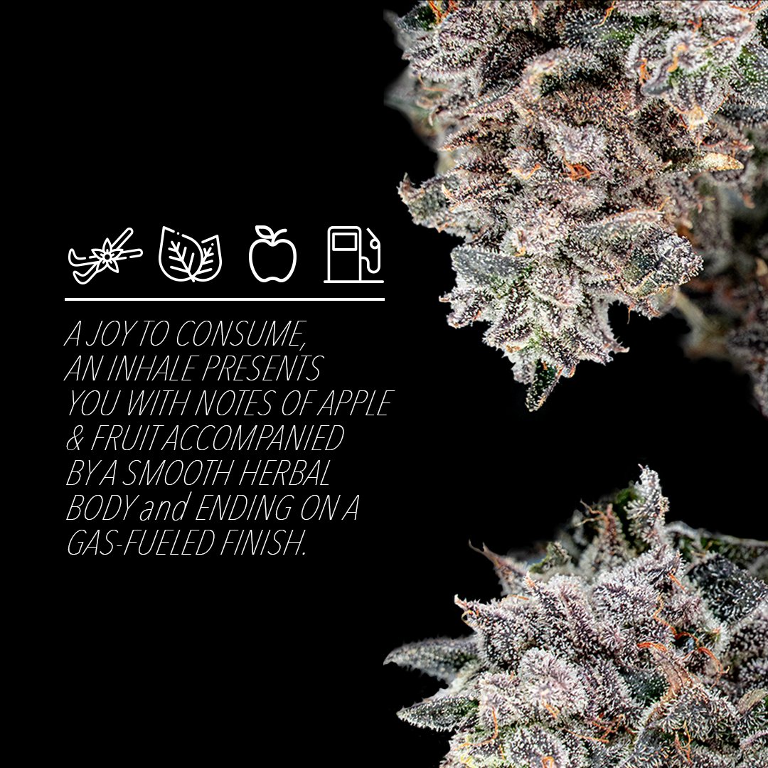 hgcanna's tweet photo. ☀️Harambe Strain Highlight☀️

The top-selling strain of the week in two days? Seems like Lansing has a new favorite! This purple villain is giving Josey some competition. https://t.co/yF970v8hG6