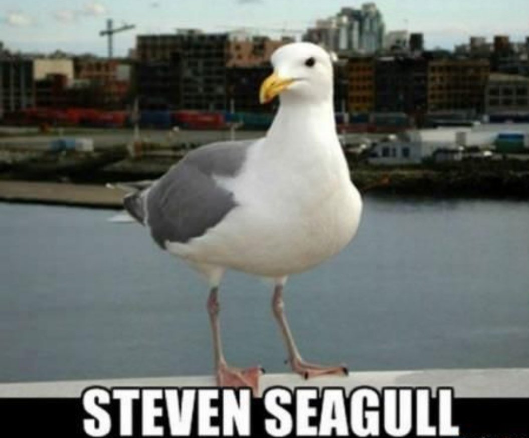 Steven Seagull struck again in the KS1 playground! 
He came after 2CB's sunflowers pots and flew off with one 😂🌻 <a href="/Chr1st1neB/">Christine</a> <a href="/MissJBunce/">Jemma Bunce</a> <a href="/aliceetracey24/">Mrs Barker</a> <a href="/GailHemsworth/">Gail Hemsworth</a> <a href="/Suemosl160963/">Sue mosley</a> <a href="/SaRaHcG82/">Sarah G</a>