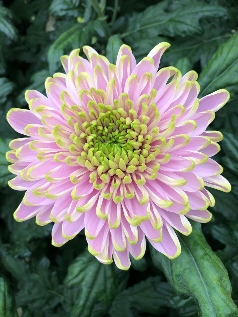 Perfecte schoonheid, prachtig beeld van #Zentoo's Rossano Charlotte.