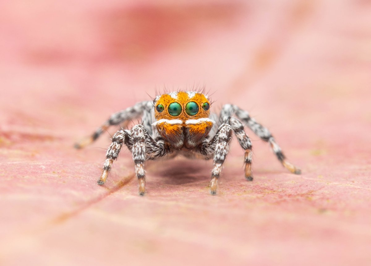 Joseph Schubert 🕷️ tweet media