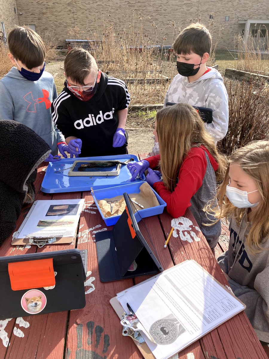 Dlanderspulaski's tweet photo. Investigating invasive sea lamprey structure and function  these @PCSD_PCMS ss took observation, curiosity and questioning to the max.  Thank you @LampreyControl for the lamprey and making this happen and @DrFishSG for connecting us #raiderstrong #GreatLakes @UWiscSeaGrant https://t.co/64WUWpZJK7