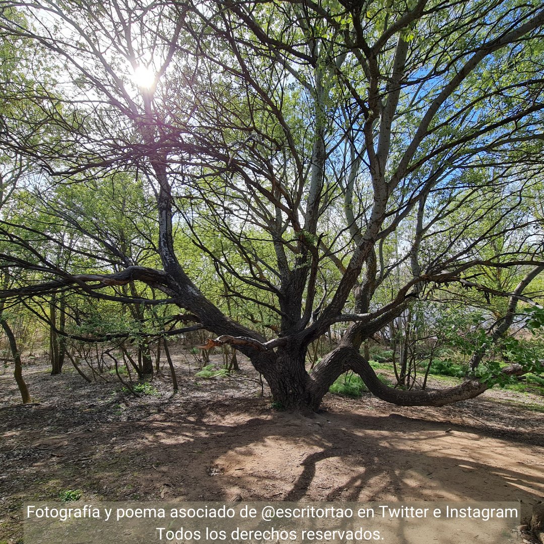 Raíz
desterrada
que toca
el cielo.

Vientre
de la tierra,
sombra de frío
y miedos.

Llévame
con tus ramas
hasta quemarme
en tu fuego.

Méceme
hasta la muerte...
de la trampa
del ego.

¡Y déjame!...

Déjame
quererte...
como yo
no me quiero. 

#poesianomada
#lyf15
#LetraDePalabras