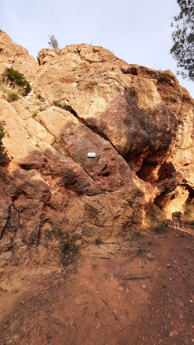 Asrm112Murcia's tweet photo. En colaboración con @aamm_murcia, rogamos que no se escale en el sector Oeste del Cabezo del Castillo de los Garres por nidificación de aves hasta nuevo aviso. Respetando la Naturaleza nos respetamos a nosotros mismos. En las vías de la cara Sureste sí se puede escalar. Gracias https://t.co/RVceb3y1OR