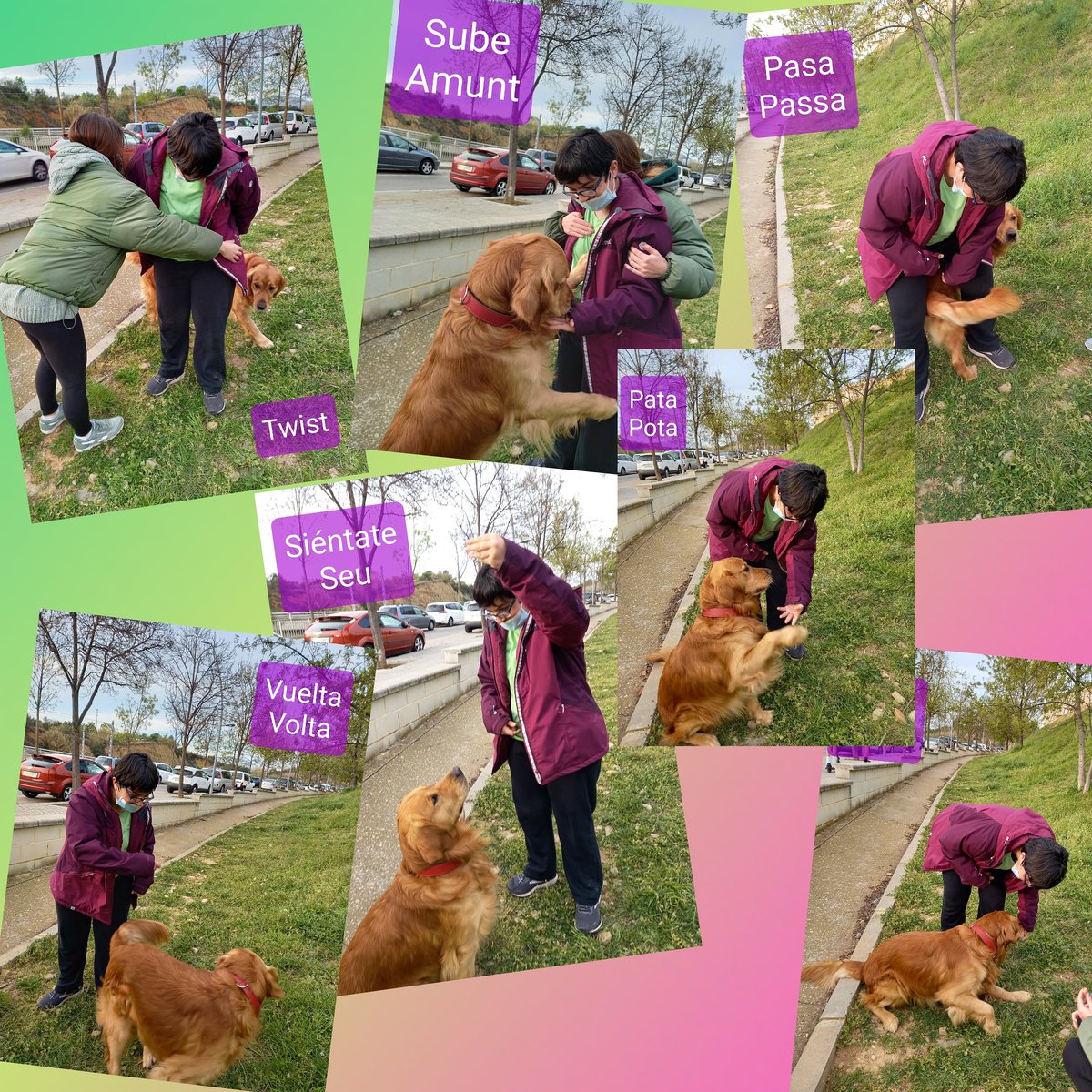 DausValles's tweet photo. Seguimos con la #recaudación de "Un perro de terapias para la asociación" 🐕‍🦺. https://t.co/NLYj2iJwhD