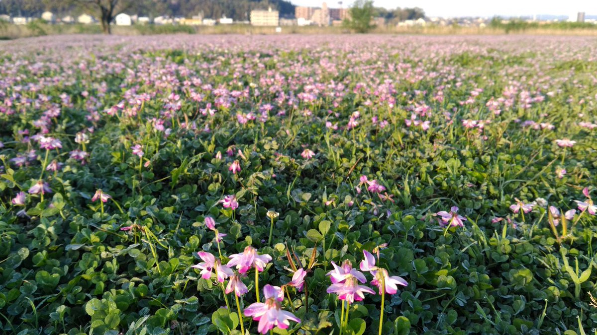 蓮華草 蓮華草