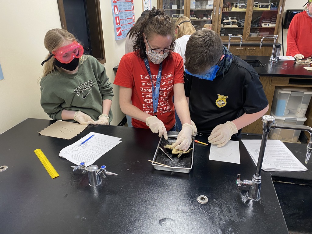 WMSGlendive's tweet photo. Frog dissection lab in 7th Science today!  GO DEMONS!!!
#WMSDEMONS
#GPSPRIDE https://t.co/lF5ZZOamEj