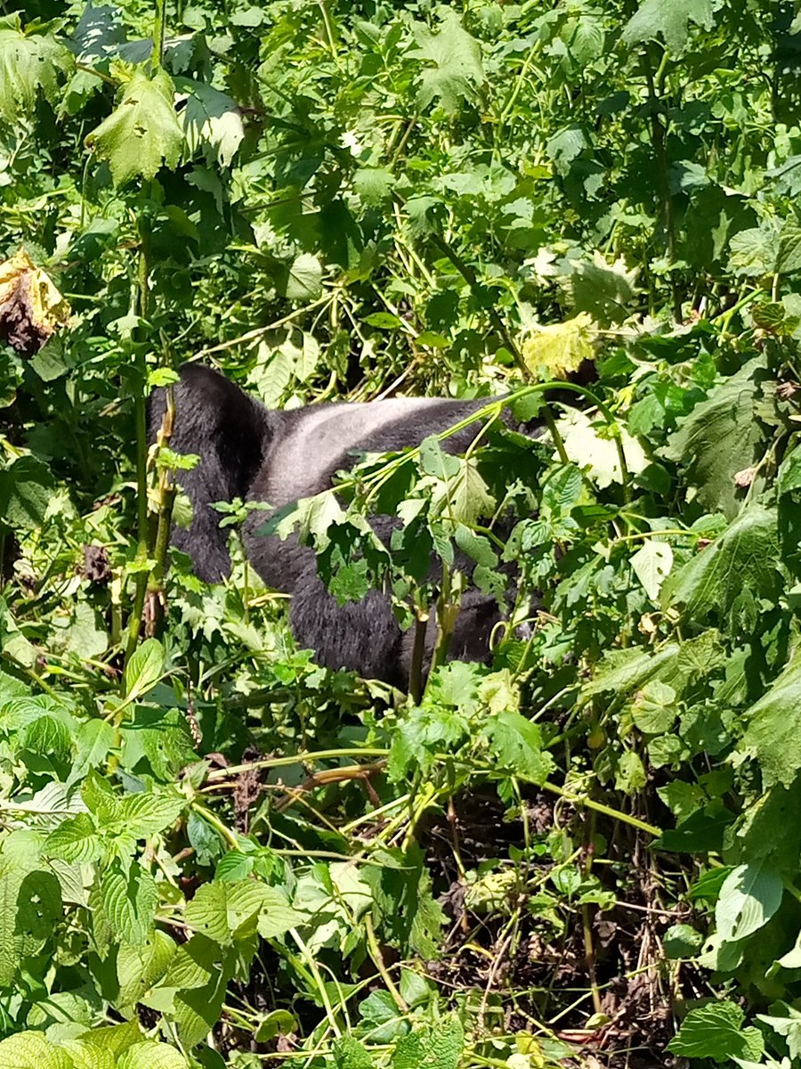 Tracking the Mountain Gorillas in Bwindi Impenetrable forest National park Southern Uganda is an epic experience one can ever have.Wild epic safaris will take you there.
email : info@wildepicsafaris.com
Call/what's app : +256788838096 
#VisitUganda 
#wildepicsafaris