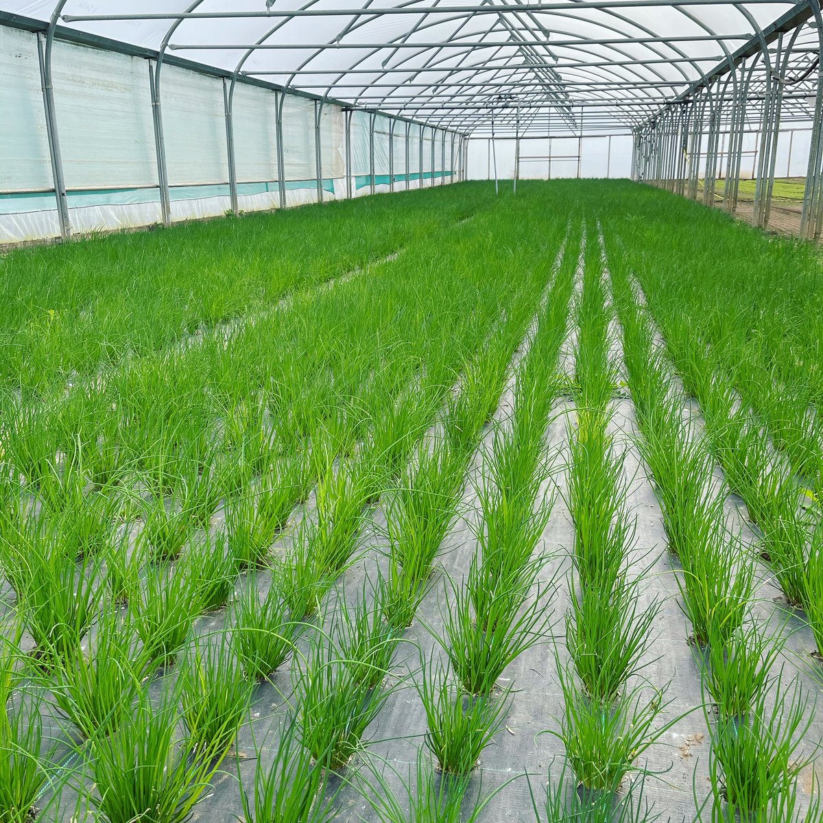 Herbs Unlimited HerbsUnlimited , Twitter Profile