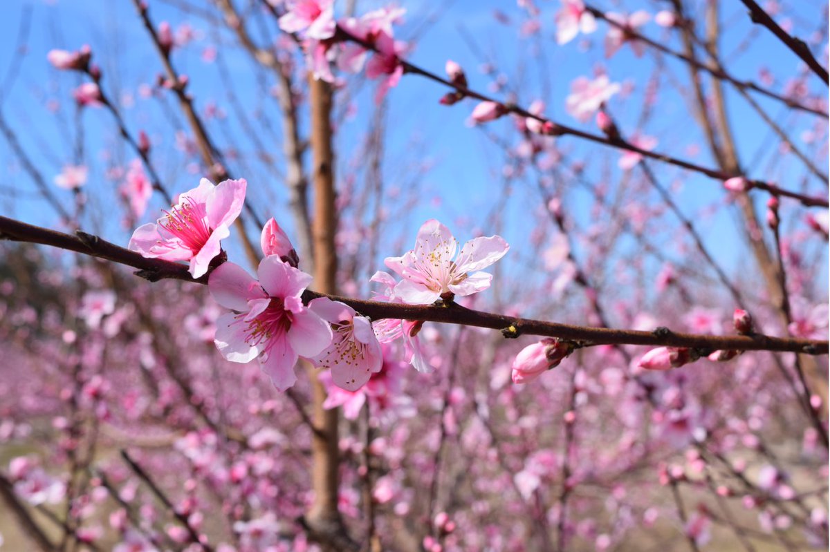 Spring is here! Which means peach flowers are blooming thanks to the hard work of our local peach farmers. Get excited for the sweetest part of Western SC!

#DiscoverSC #DiscoverCarolinas #OnlyInSouthCarolina #Aiken #Edgefield #Saluda
