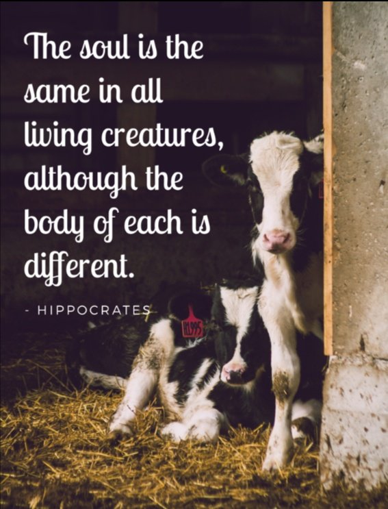 Mattie🌱Ⓥ🏴󠁧󠁢󠁳󠁣󠁴󠁿🏴󠁧󠁢󠁷󠁬󠁳󠁿 tweet media