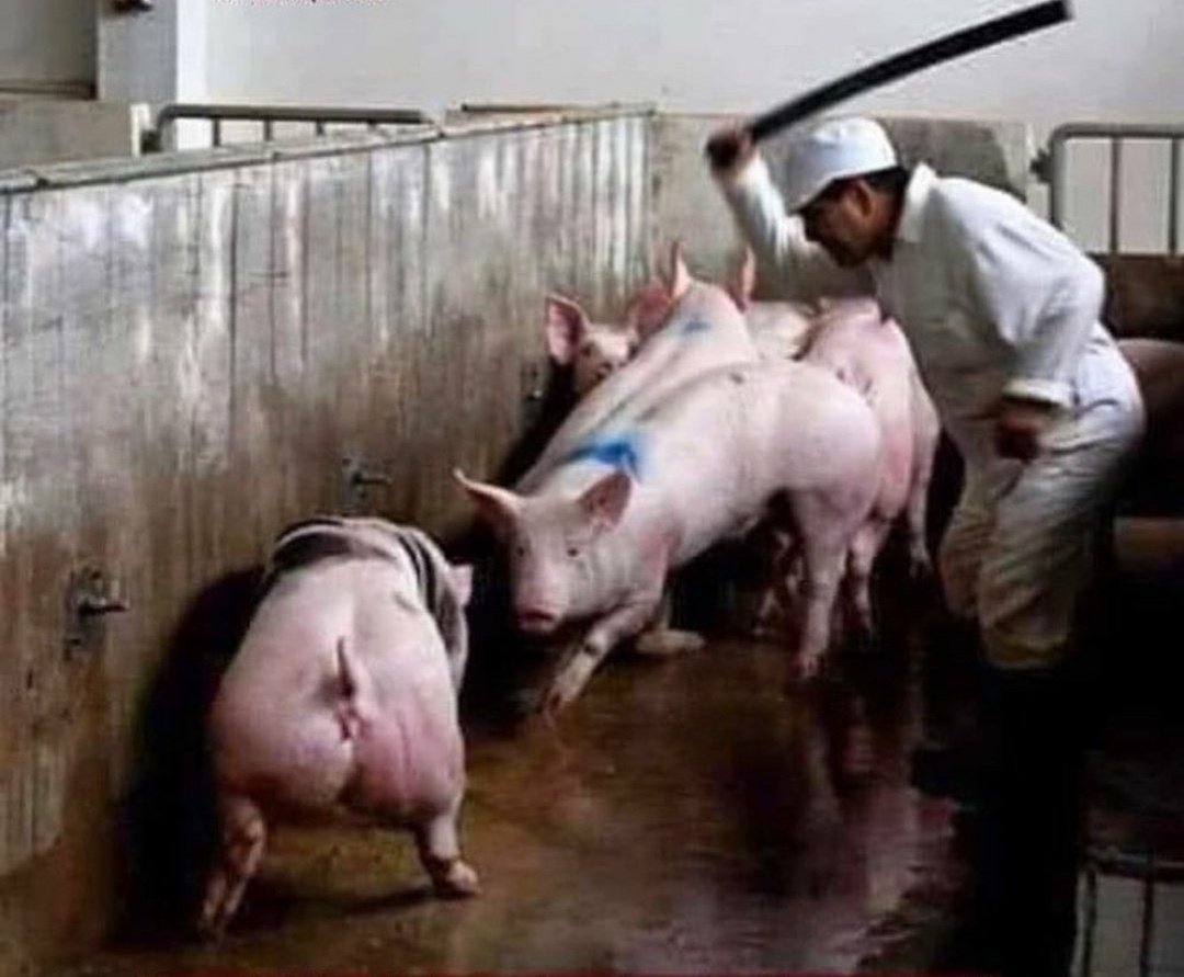 Mattie🌱Ⓥ🏴󠁧󠁢󠁳󠁣󠁴󠁿🏴󠁧󠁢󠁷󠁬󠁳󠁿 tweet media