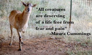 Mattie🌱Ⓥ🏴󠁧󠁢󠁳󠁣󠁴󠁿🏴󠁧󠁢󠁷󠁬󠁳󠁿 tweet media