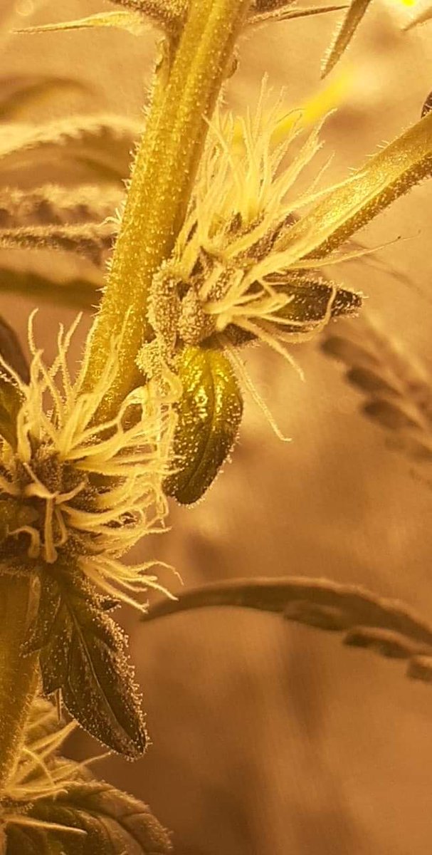 genetics_m's tweet photo. 20 days flower THC is strong in this one 70 percent indica 30 sativa #growlife #earlybud #sugar #THC #CannabisCommunity #marijuana https://t.co/fjI4XDG0DY