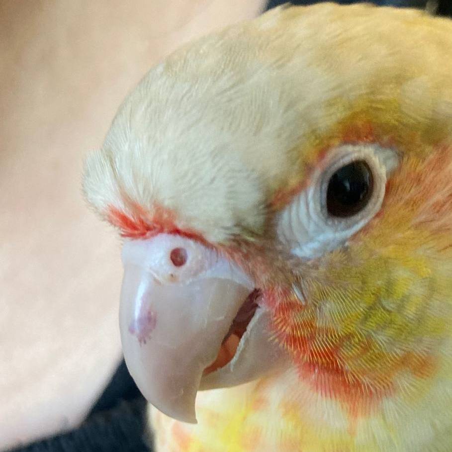 FloofandSnoot's tweet photo. Have you ever seen a bruise on a bird? That's a bruise on his beak. It can be a result of flying into something or a tussle with another bird. We have two other Conures at home whom Bob does not get along with, territorial. This should slowly go away but we'll keep an eye on it. https://t.co/poQozEd0Gr
