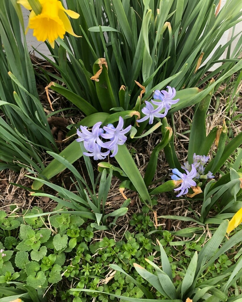 savvywordslingr's tweet photo. Spring is here! 
My second favorite season! 
What's is your second favorite season?? 

#writerofig #instagramwriters #writingsociety #writingmotivation #writingcommunityofig #writingismyfreedom #writingsofinstagram #writingislove #writinglove #writingislife #writingskills #w… https://t.co/YG68YgwHuc