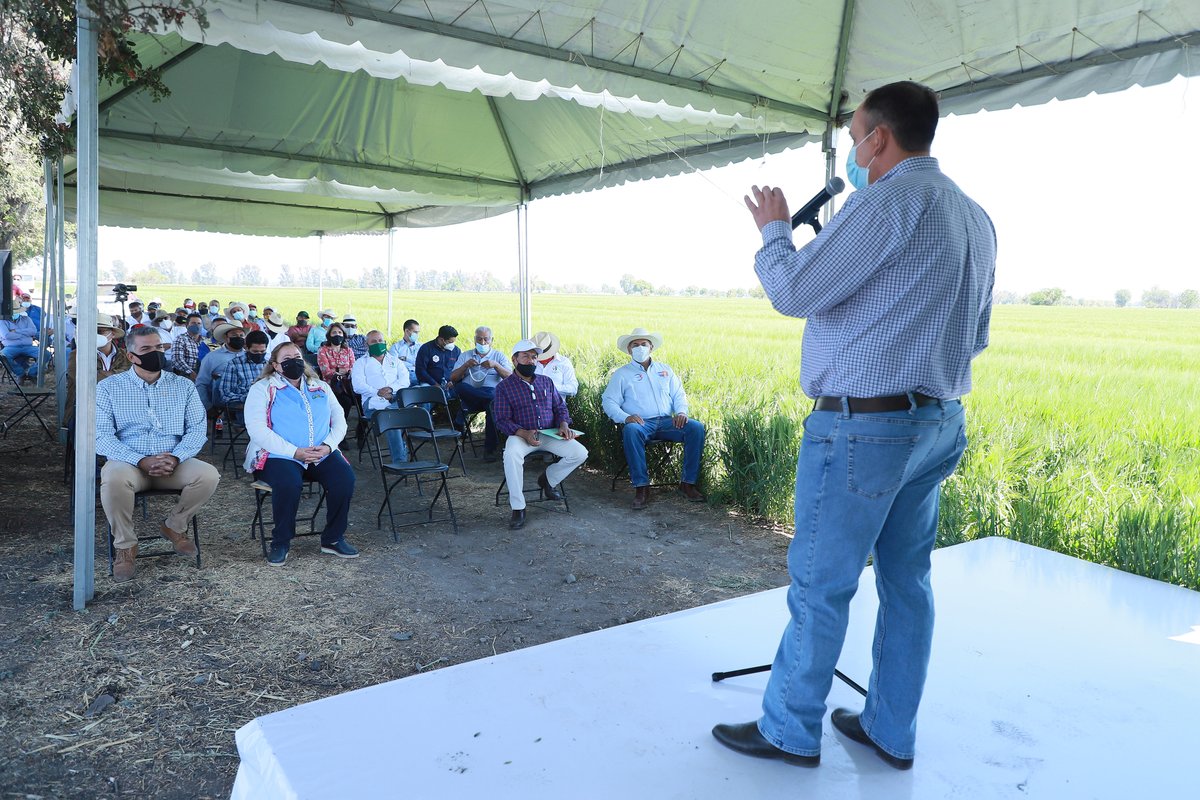 campogobgente's tweet photo. @pepegmichel estuvo presente en la presentación de resultados de las parcelas demostrativas de Cebada, en Valle de Santiago, un trabajo coordinado entre la #SDAyR, @FundacionGtoP, Sistema Producto Cebada GTO y @ACCIMMYT. 

#UnidosSomosGrandeza https://t.co/EnwHvHI9P2