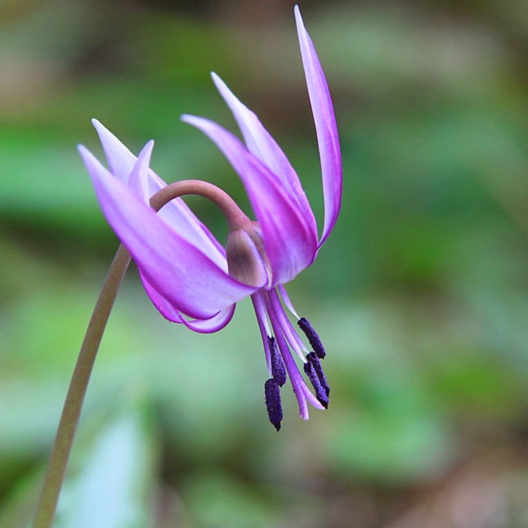 サカイユミコ つーちゃん 令和3年3月26日 Am5 05 誕生花 3 26 カタクリ 片栗 花言葉 寂しさに耐える 嫉妬