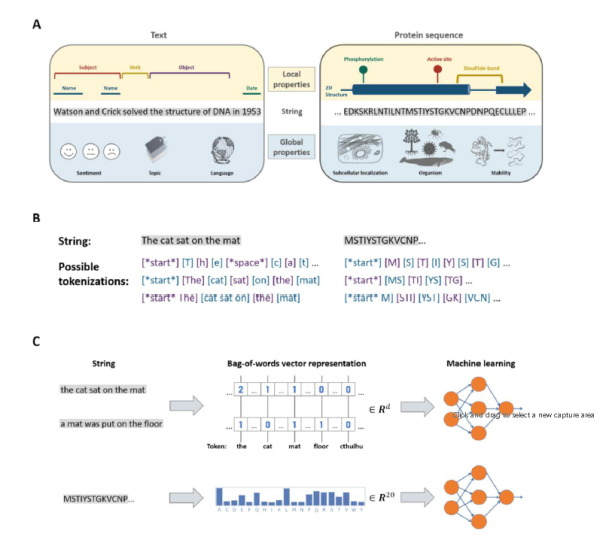 KevinKaichuang's tweet photo. Nice survey of applications of algorithms from NLP to proteins 

@danofer Nadav Brandes @michallinial

https://t.co/DVwa6jveEj https://t.co/1pgwld8l5x