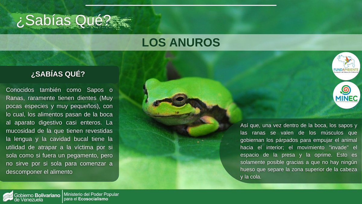 FundambienteC's tweet photo. #SabíasQué ¿Sabias esto de las ranas o sapos? ¡Entérate!
#LaCovidNoEsCoba #25Ma #Saab #FANBEnDefensaDeLaDignidad #DeQueSeRieLasso #DosTemasALa1 #BinanceNFT #FelizJueves https://t.co/ylZf5zaRAy