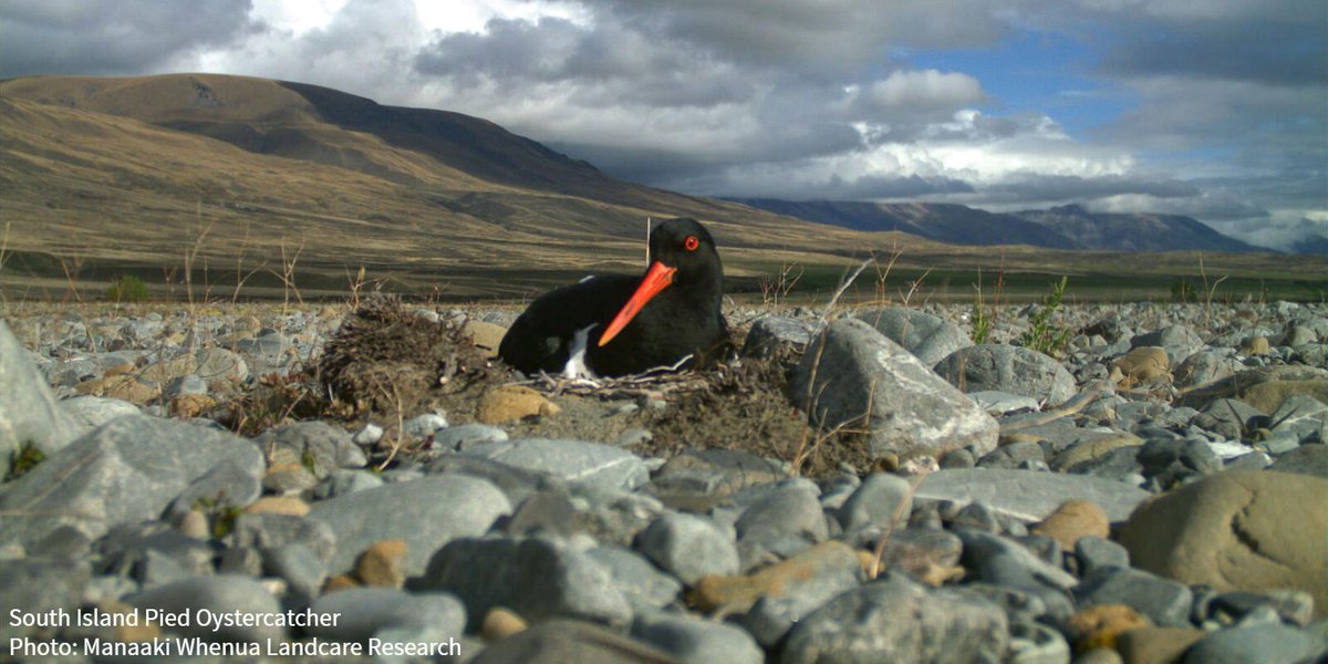 Researchers in New Zealand bolstered the success of nesting shorebirds by convincing curious mammalian predators to ignore their scent. Learn how they did it. bit.ly/3eR3djq