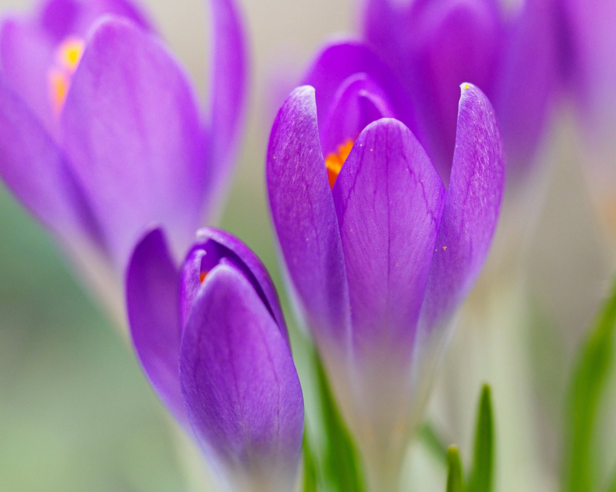 #schoenesgegendoofes 

Endlich Frühling!