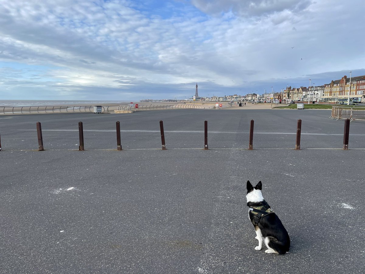 hardrocksniper's tweet photo. Lovely long walk on the beach today #StayHealthy #staypositive nice to see the sunshine 🌞🐶🚶🏻#RollonApril https://t.co/O3vYSnlO2i