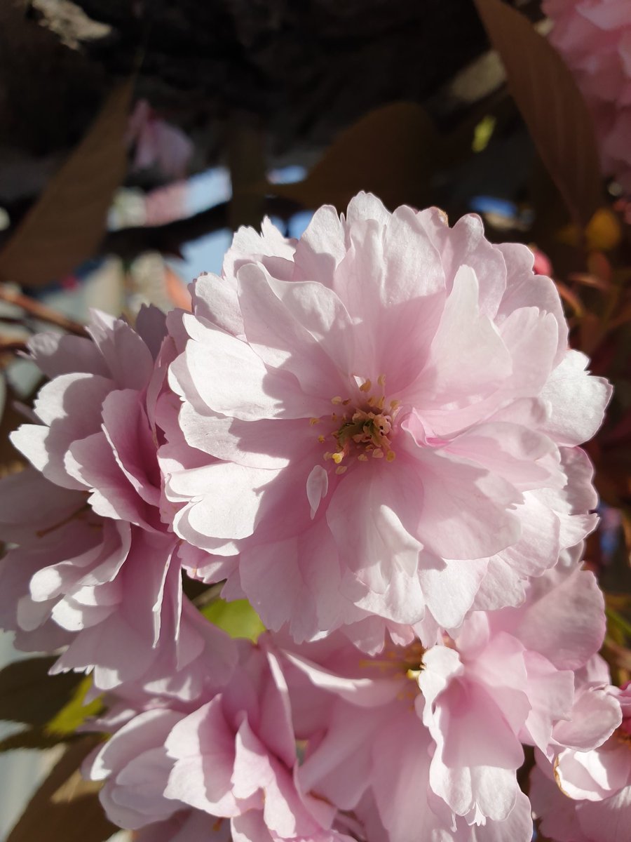 In 2019 we started a blossom festival, 2020 was a miss but we are back and asking for everyone's help please take a picture of trees blossoming and tag us using #ssnchullblossom on all social media or post on here😃