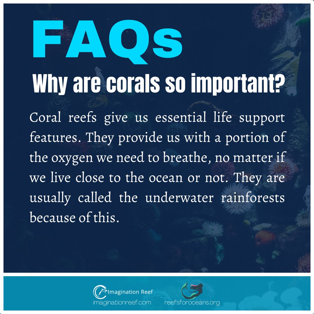 reef_project's tweet photo. Why are corals so important?

Coral reefs give us essential life support features. They provide us with a portion of the oxygen we need to breathe, no matter if we live close to the ocean or not. They are usually called the underwater rainforests because of this! https://t.co/10jA50Ynh1
