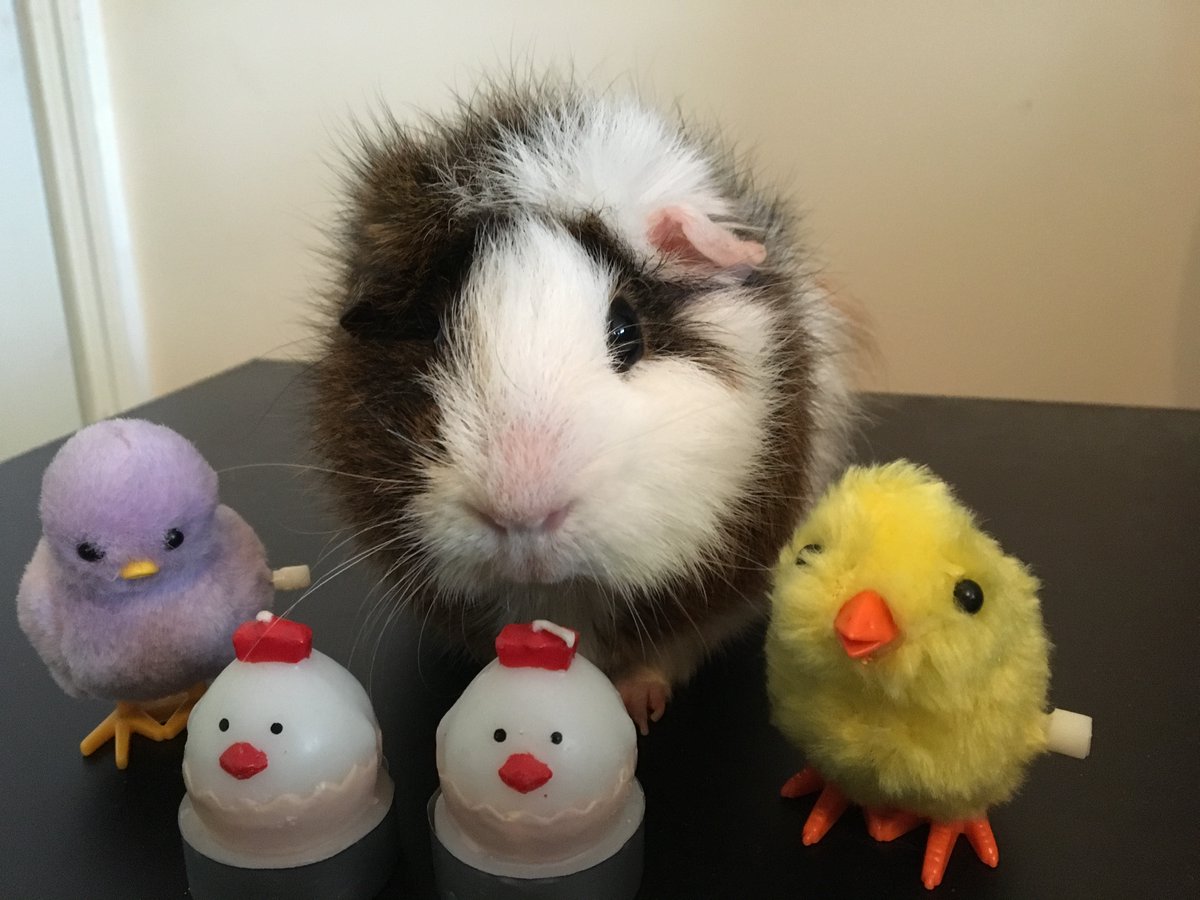 LOLPigs's tweet photo. #TBT Mike and her friends would like to remind you,
**📢 Make it a CHOCOLATE BUNNY, Not a REAL one!📢** They will make everyone happy!🐰 #EasterBunny #GettingReadyForEaster #ChocolateBunnysOnly! https://t.co/KlYRgwZjCJ