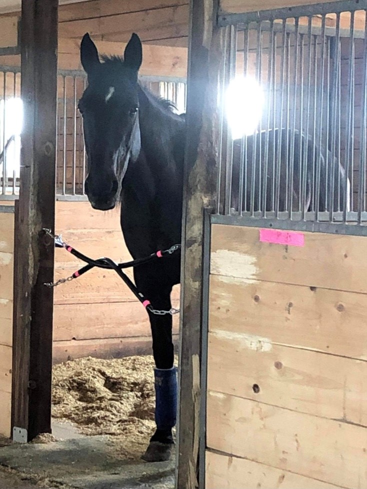 COSATV's tweet photo. Undercover Strike has kept a close eye on his competition these days, having won 8 straight races at 
@RideauCarleton. Stay tuned to COSA TV in the coming days for a feature on the $750K career winner. And, subscribe to our YouTube channel for the latest content! #ontarioracing https://t.co/IaVrknfTOZ
