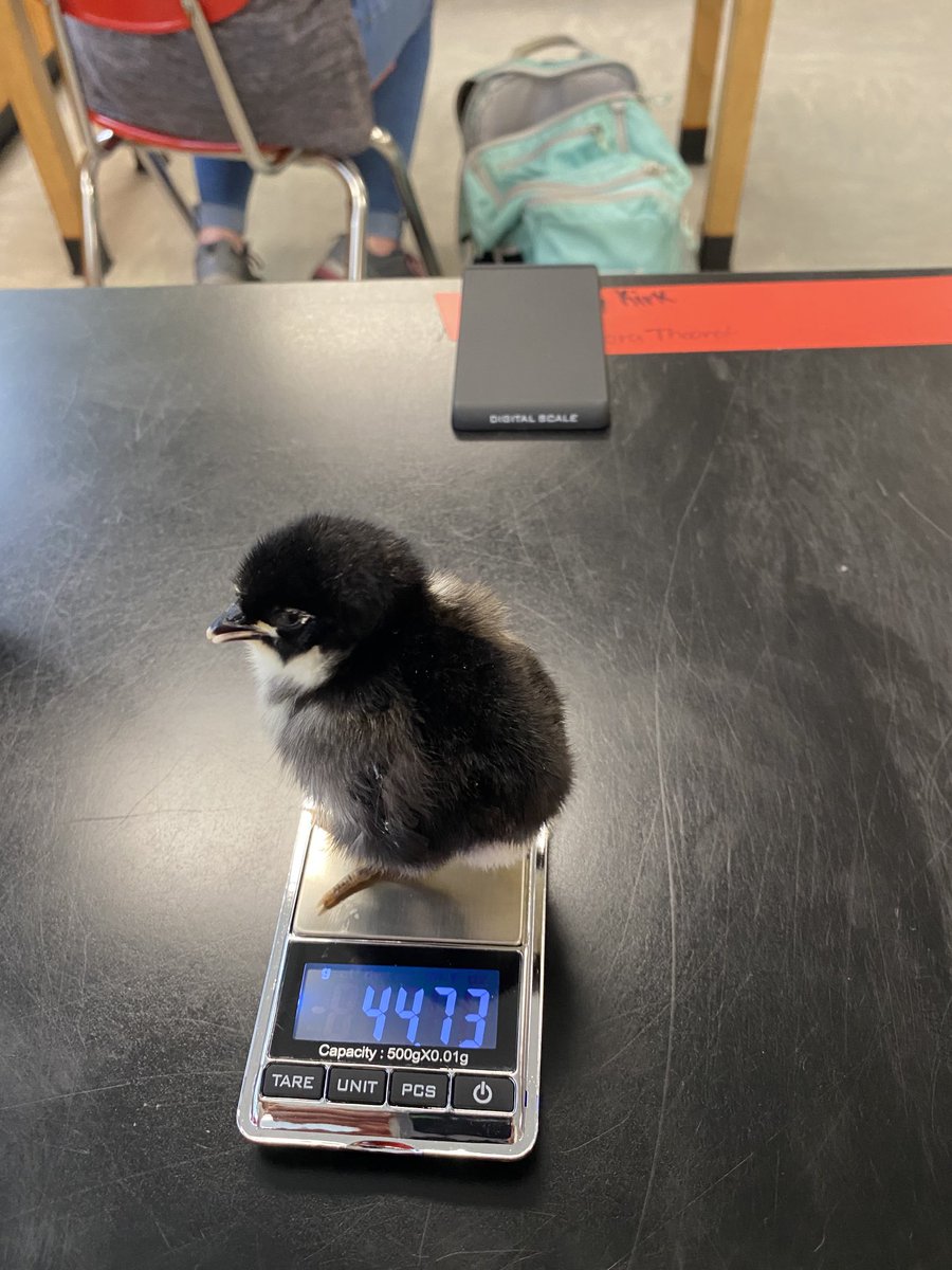 Hold on to your horses...  incredible cuteness happened in Mrs. Fisher’s class today!!  🐣 #STEM #bioisbest