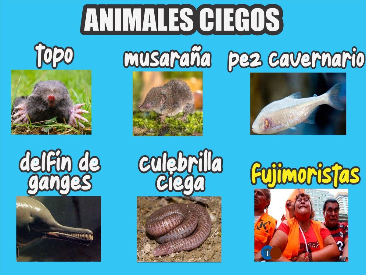 Josy Misy (@josymisy) on Twitter photo Son ciegos o son idiotas, incluso pueden ser ambos 😂
@ContraIndulto <a href="/hurgamemoriaPE/">Hurgar en la Memoria 🇵🇪</a> <a href="/GeneralDelAire1/">General del Aire - #GeneralDeTodos 🇺🇦</a> <a href="/RosaTolerante/">Rosa Tolerante</a> <a href="/noakeiko/">No a Keiko</a> <a href="/KeikoFujimori/">Keiko Fujimori</a> <a href="/salvajedigital/">Salvaje Digital</a> Son ciegos o son idiotas, incluso pueden ser ambos 😂
@ContraIndulto <a href="/hurgamemoriaPE/">Hurgar en la Memoria 🇵🇪</a> <a href="/GeneralDelAire1/">General del Aire - #GeneralDeTodos 🇺🇦</a> <a href="/RosaTolerante/">Rosa Tolerante</a> <a href="/noakeiko/">No a Keiko</a> <a href="/KeikoFujimori/">Keiko Fujimori</a> <a href="/salvajedigital/">Salvaje Digital</a>