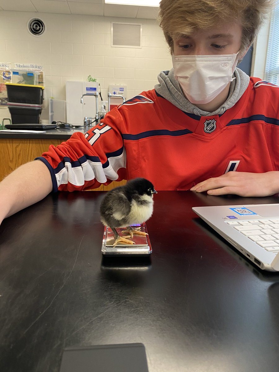 biology_fhs's tweet photo. Bio students hard at work in Mrs. Fisher’s class investigating our new arrivals!  #handsonlearning #STEM https://t.co/j0wBaUREzx