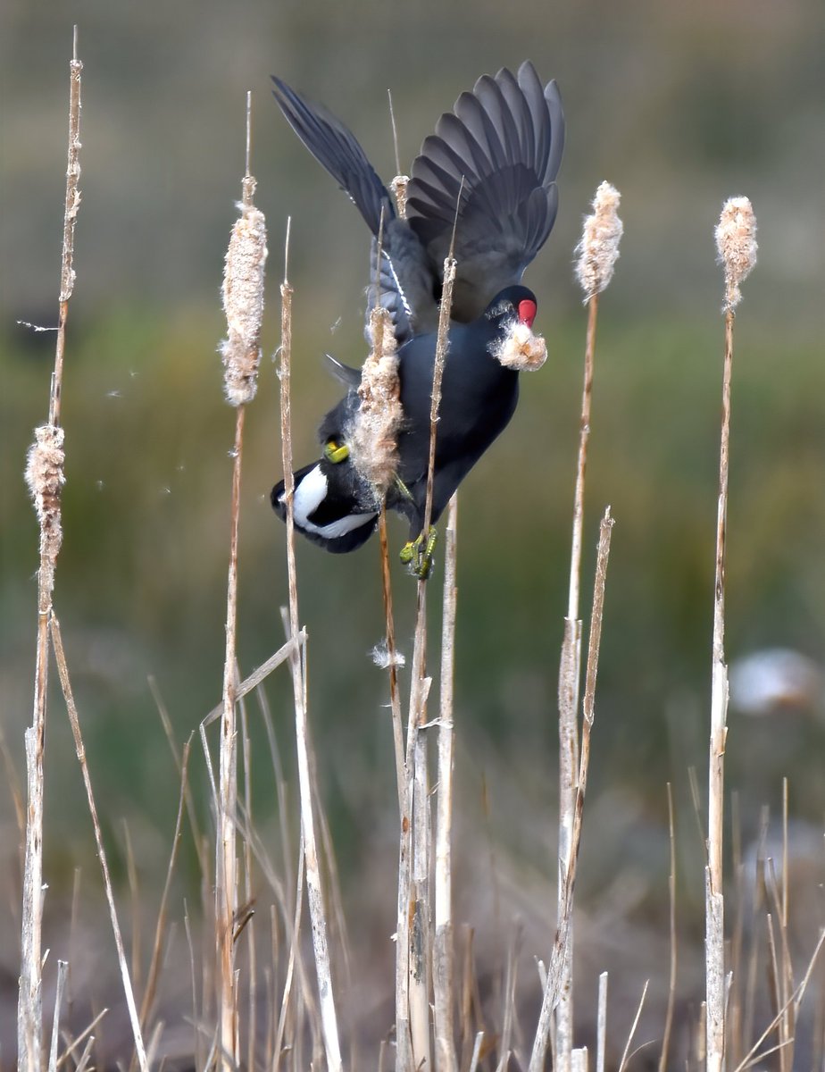 Moorhen doing the best impression of a Penduline Tit I've ever seen! 😆
(*Please open full pic!)
#MoreBirdsLessPolitics #TwitterNatureCommunity 🐦