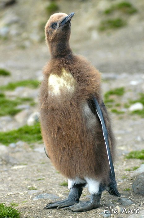 #FluffyFriday - King penguin chick. (*Click to Enlarge*) Who doesn't remember when they were awkward teenagers?
 #KingPenguin #Antarctica #southgeorgia #penguin #penguins #PenguinChick #birdphotography #wildlifephotography #wildlife #naturephotography