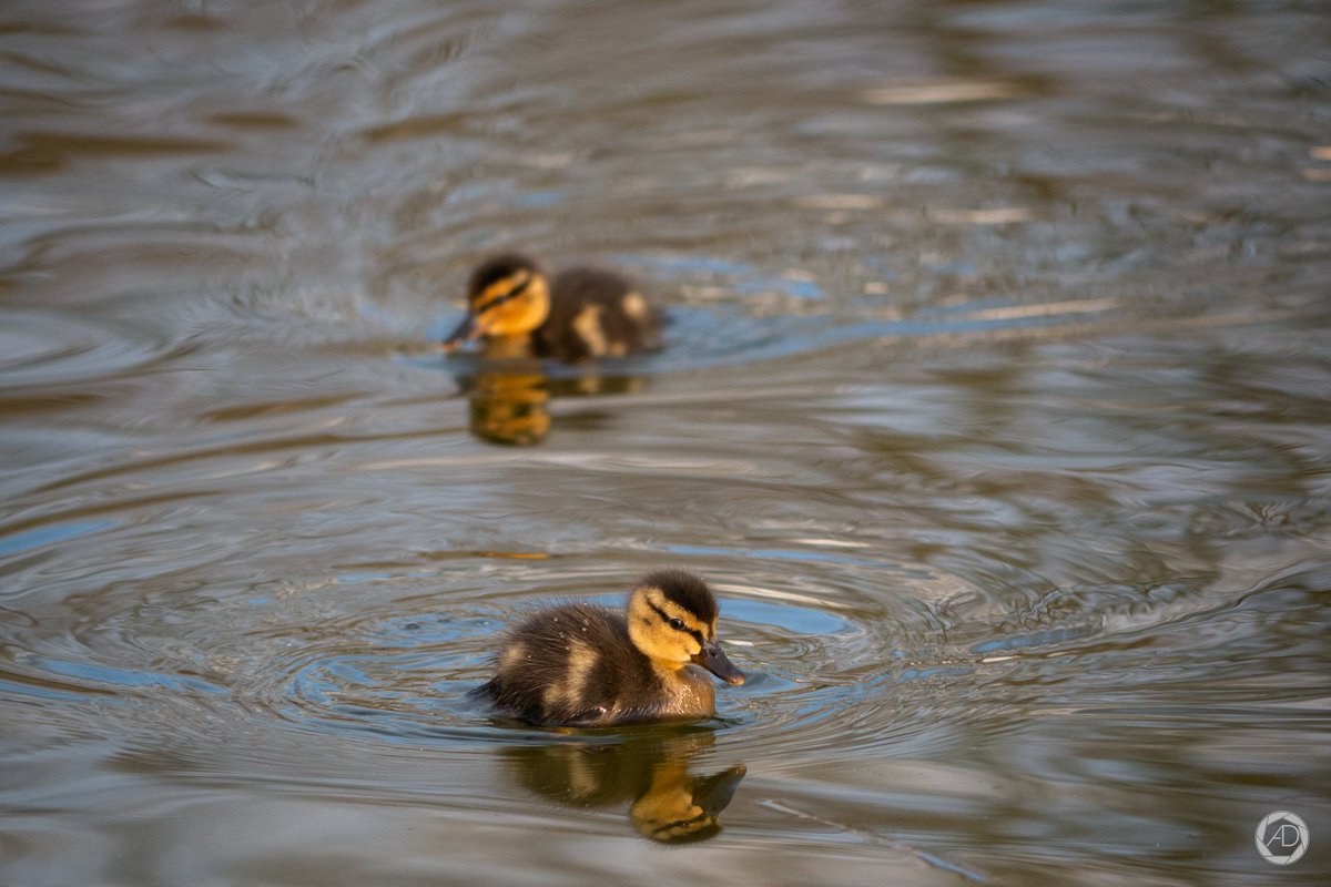 AurelienDelos's tweet photo. Deux petits canetons tout mignons dans un bassin du parc François Mitterrand à Cergy
#cergy #cergypontoise #jeudiphoto #oiseau #canard #cergypontoise_agglo #natureenville #lightroom #cyuniv #lumixg80 #lumixf #magnifiquefrance https://t.co/7DubF3KyKY