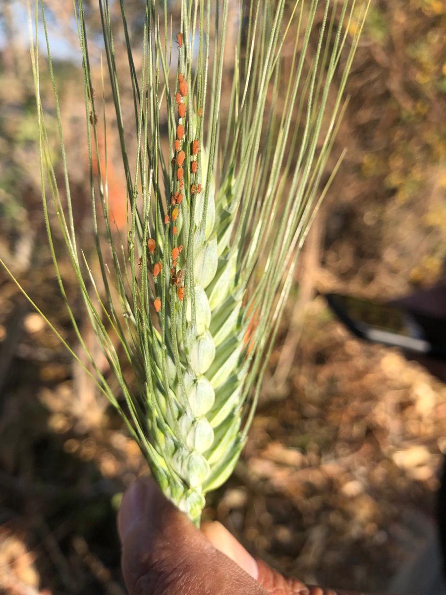 JOSERIC15525736's tweet photo. Tenemos nuevos huéspedes en nuestros trigos con tonalidades verde, amarillo negro y rojo la alternativa de control que estamos utilizando Primor para no afectar a los insectos beneficos como crisopas y catarinas https://t.co/bRBamigxdC