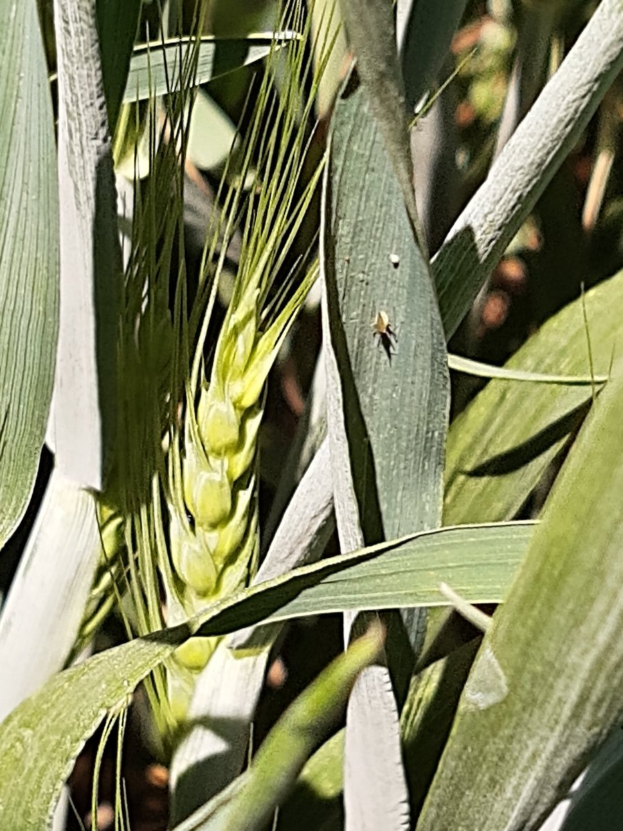 JOSERIC15525736's tweet photo. Tenemos nuevos huéspedes en nuestros trigos con tonalidades verde, amarillo negro y rojo la alternativa de control que estamos utilizando Primor para no afectar a los insectos beneficos como crisopas y catarinas https://t.co/bRBamigxdC