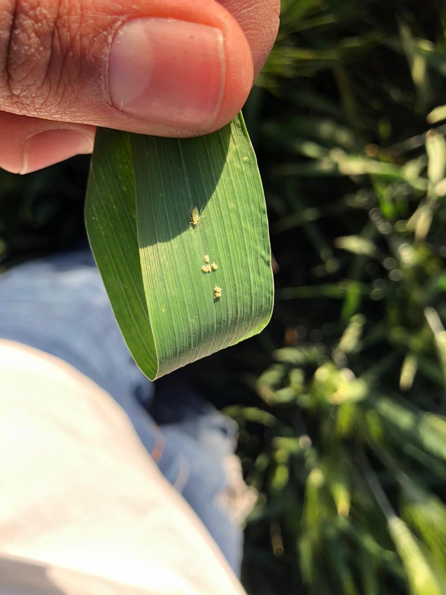 JOSERIC15525736's tweet photo. Tenemos nuevos huéspedes en nuestros trigos con tonalidades verde, amarillo negro y rojo la alternativa de control que estamos utilizando Primor para no afectar a los insectos beneficos como crisopas y catarinas https://t.co/bRBamigxdC
