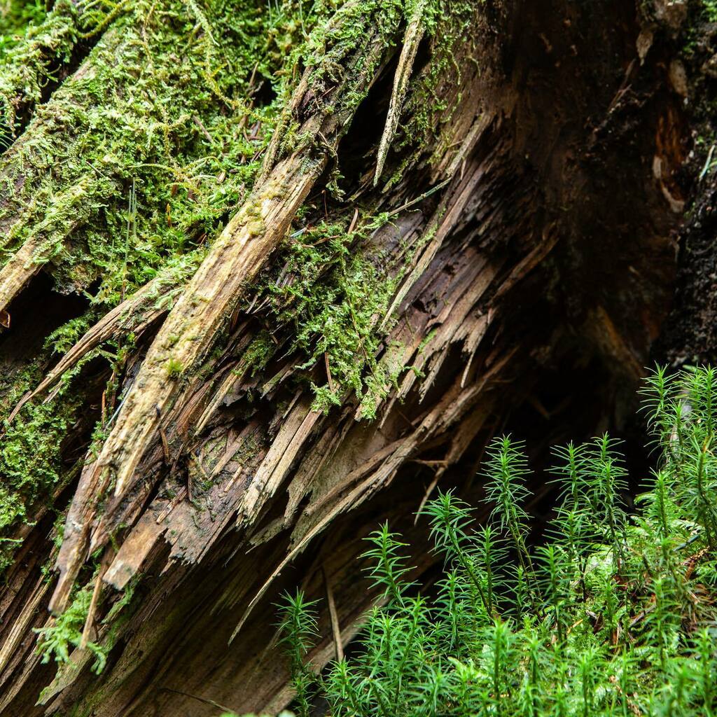 It’s wonderful seeing the forest floor coming back to vibrant life, even in the limited light of coniferous woodland. Although not visible on this shot, the forest floor here is full with fresh, lemony wood sorrel - an easy wild forage and amazing on a g… instagr.am/p/CM2sOR0j8MH/