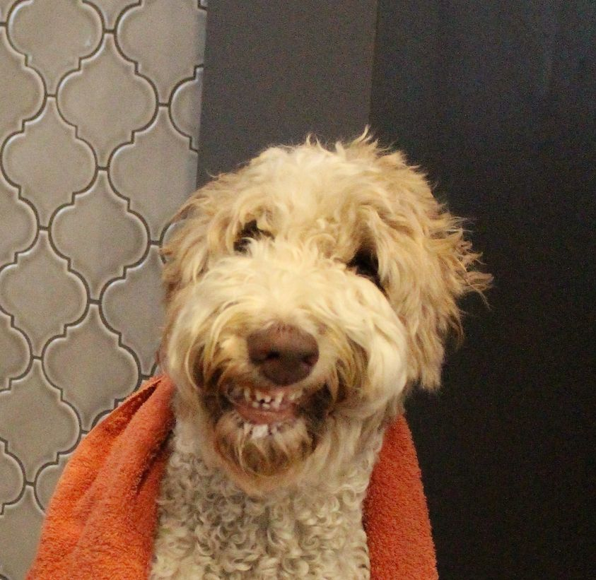 DoodleNessa's tweet photo. When you're working from home + day drinking, + someone knocks on your door....
#cheers 
#dogsoftwitter https://t.co/cWhkmI5WDZ