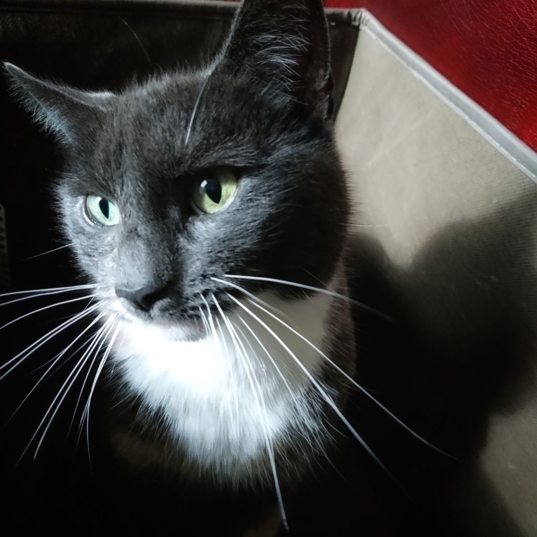 kt_dawe's tweet photo. Little Cat loves getting in boxes!
#catsinboxes
 #FurryFriends https://t.co/1bg2kicfxb https://t.co/ycktxrpyRM
