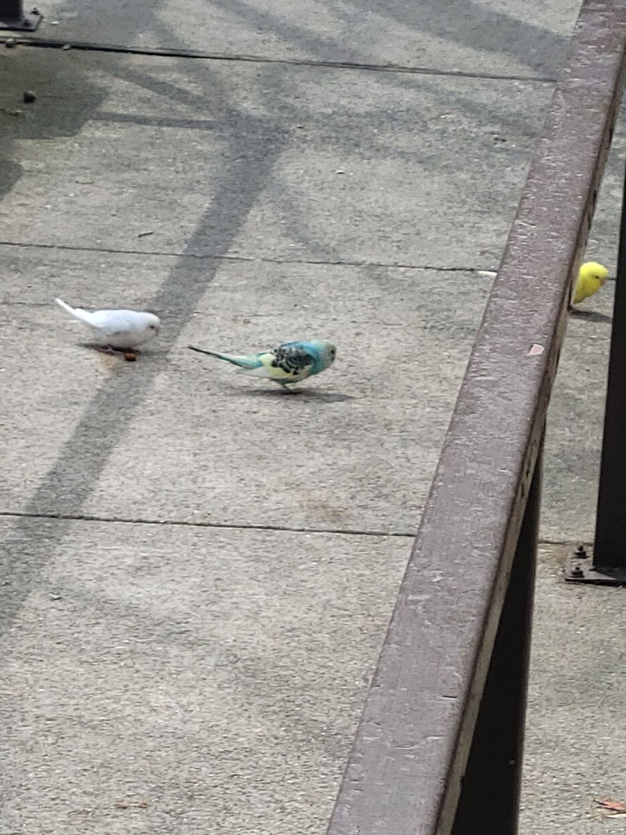 ChrchilCommerce's tweet photo. Unexpected vistors visiting us today. #flewthecoop https://t.co/8uHOB7cVjF