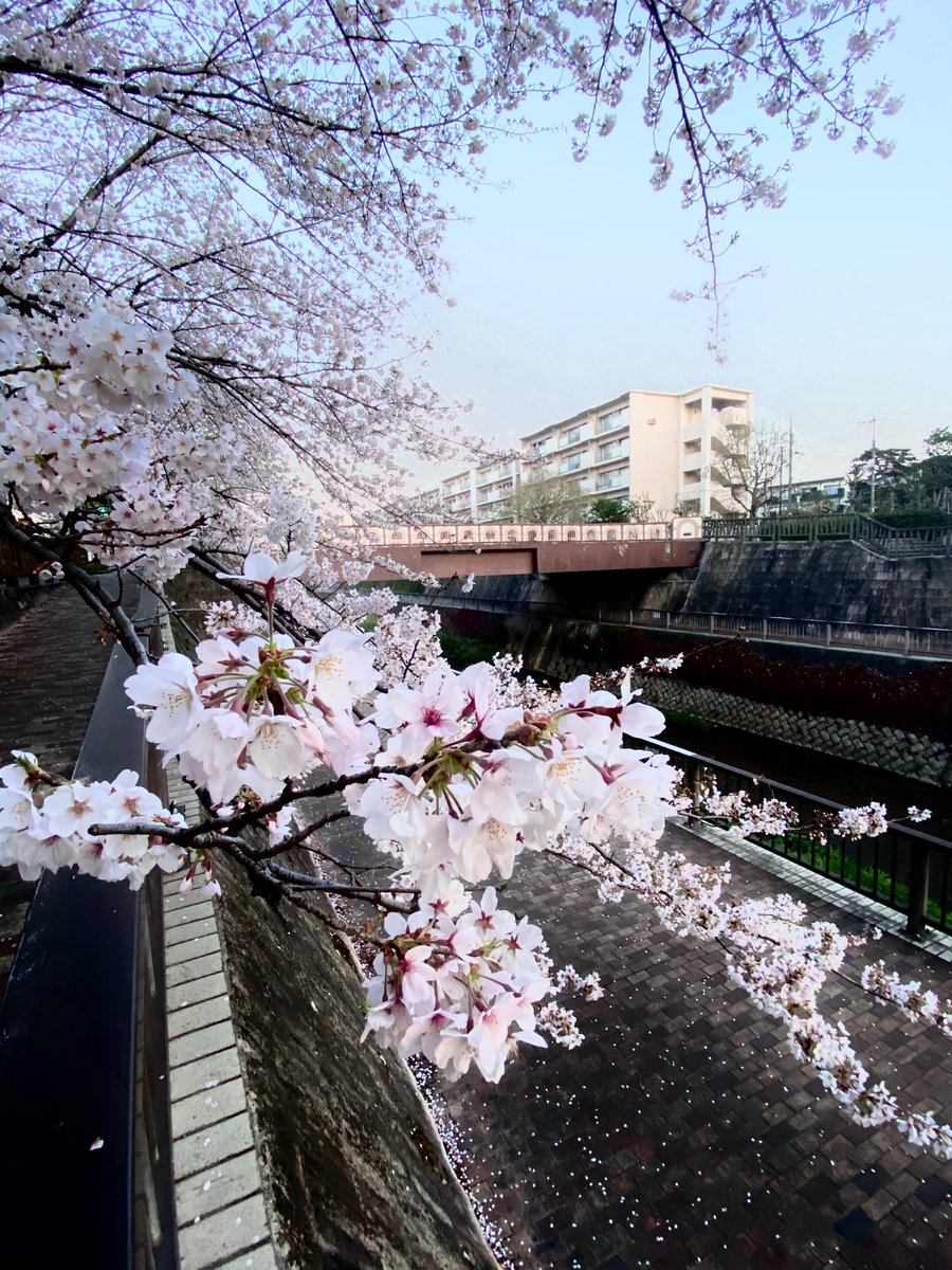 SO32435101's tweet photo. @kuuchan1030 一日遅れのおはようございます☀
こちらはいつの間にか5〜8分咲きですね。今、朝の6時ごろですがいい感じの涼しさです(*´∇｀*) https://t.co/rN5L14YshM
