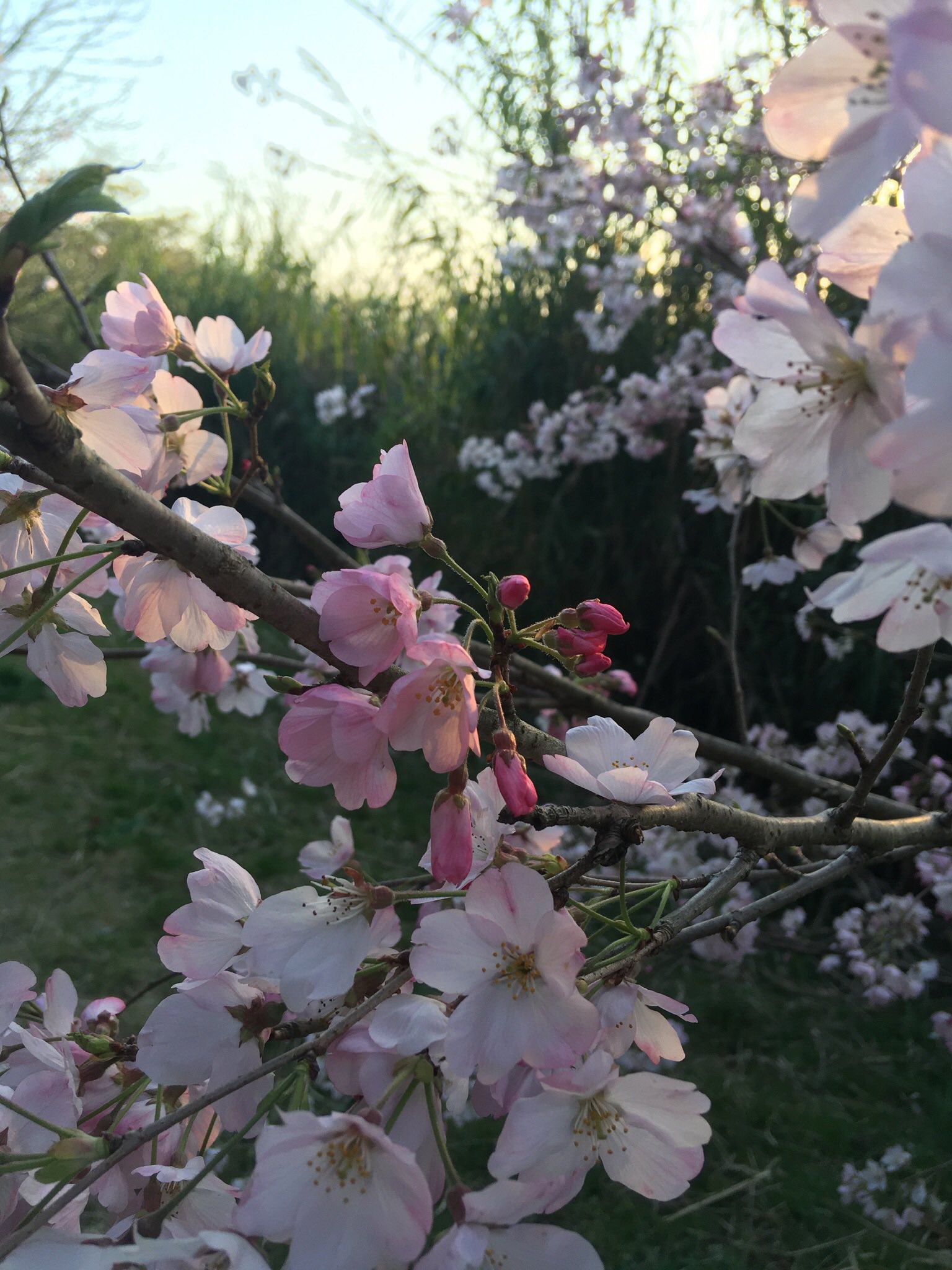 Keitomato 日中は華やかな桜だけど 空がすこし暗くなった夕方の桜を見て無常 儚いって言葉を連想した 神様に自分の人生にもいつか終わりがくるんだよって諭されてるような感覚 天気のいい日に散歩すると物思いにふける時ってあるよね