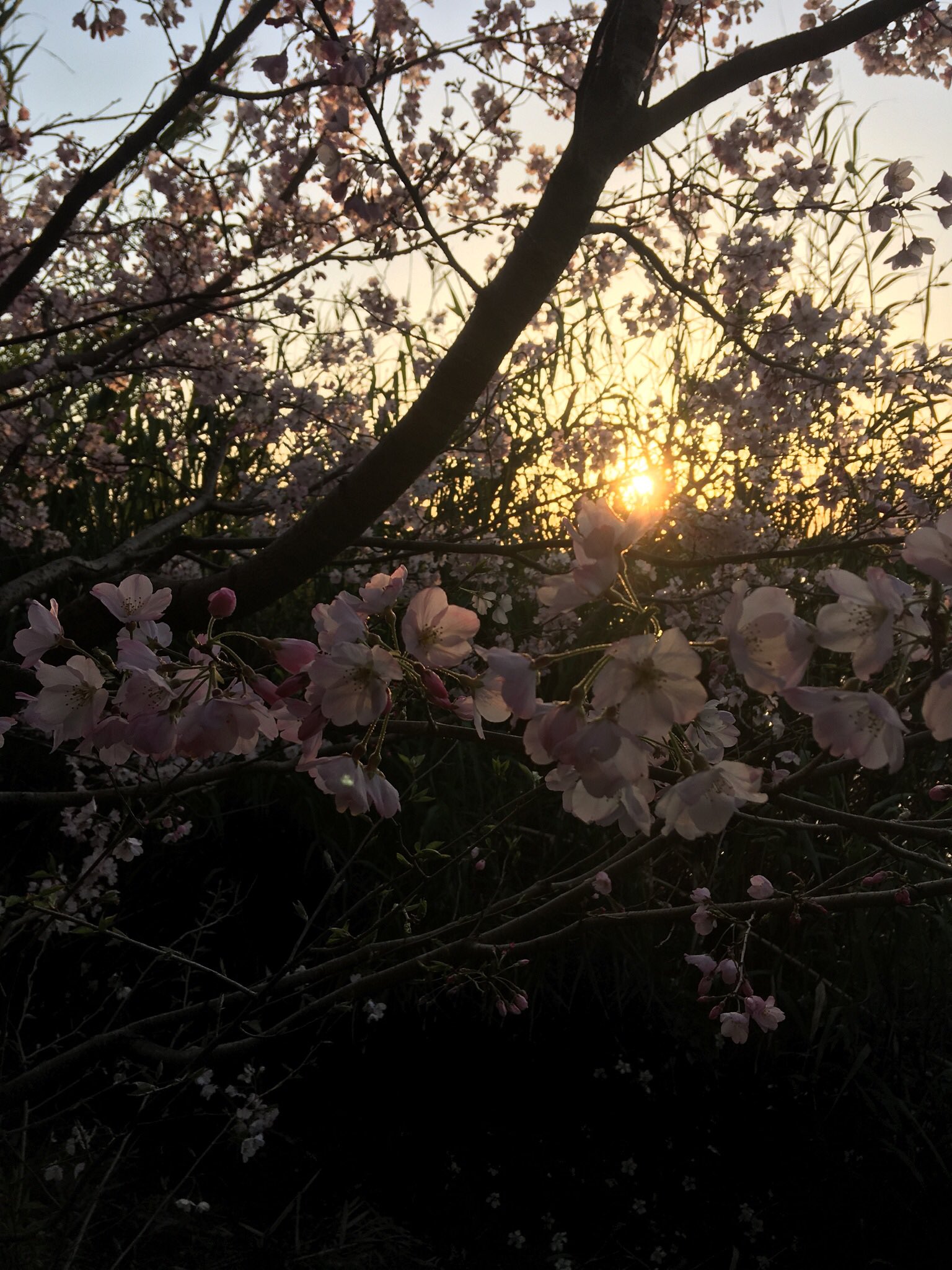 Keitomato 日中は華やかな桜だけど 空がすこし暗くなった夕方の桜を見て無常 儚いって言葉を連想した 神様に自分の人生にもいつか終わりがくるんだよって諭されてるような感覚 天気のいい日に散歩すると物思いにふける時ってあるよね