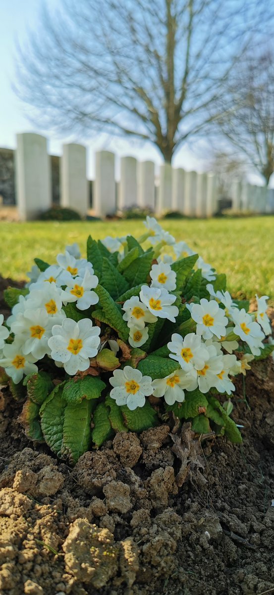 SamuelRebeille2's tweet photo. @CWGC  site take on color #FlesquieresHillBritishcemetery https://t.co/vM5fVZqbq8