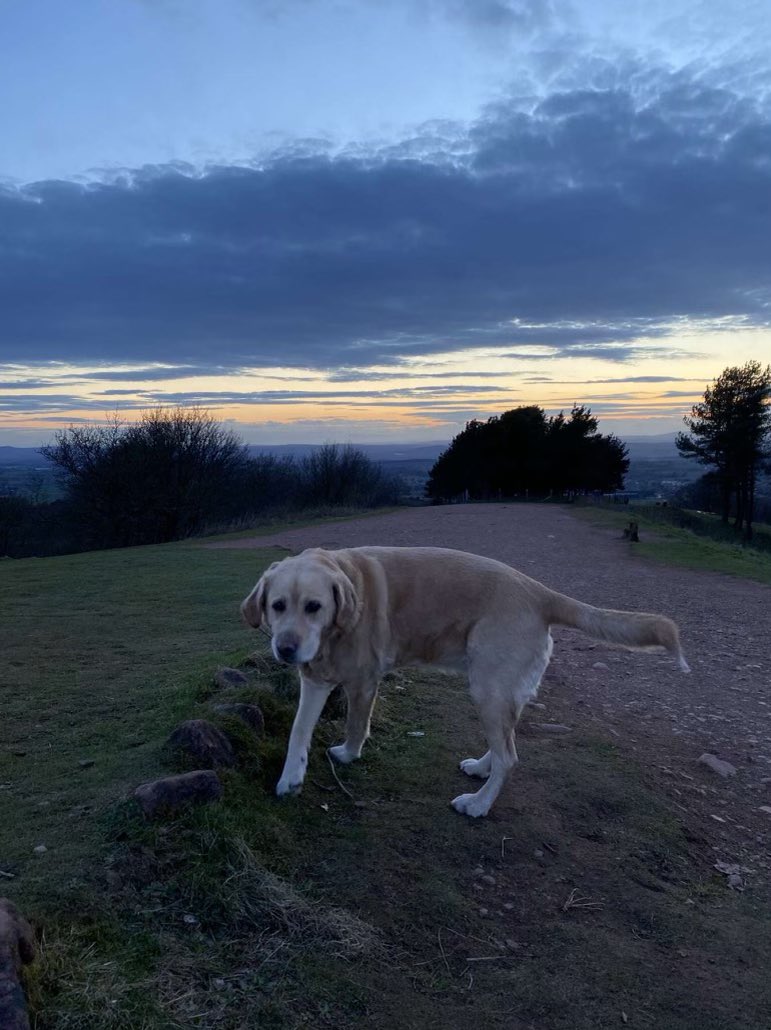 Orla GD 😎🐶 tweet media